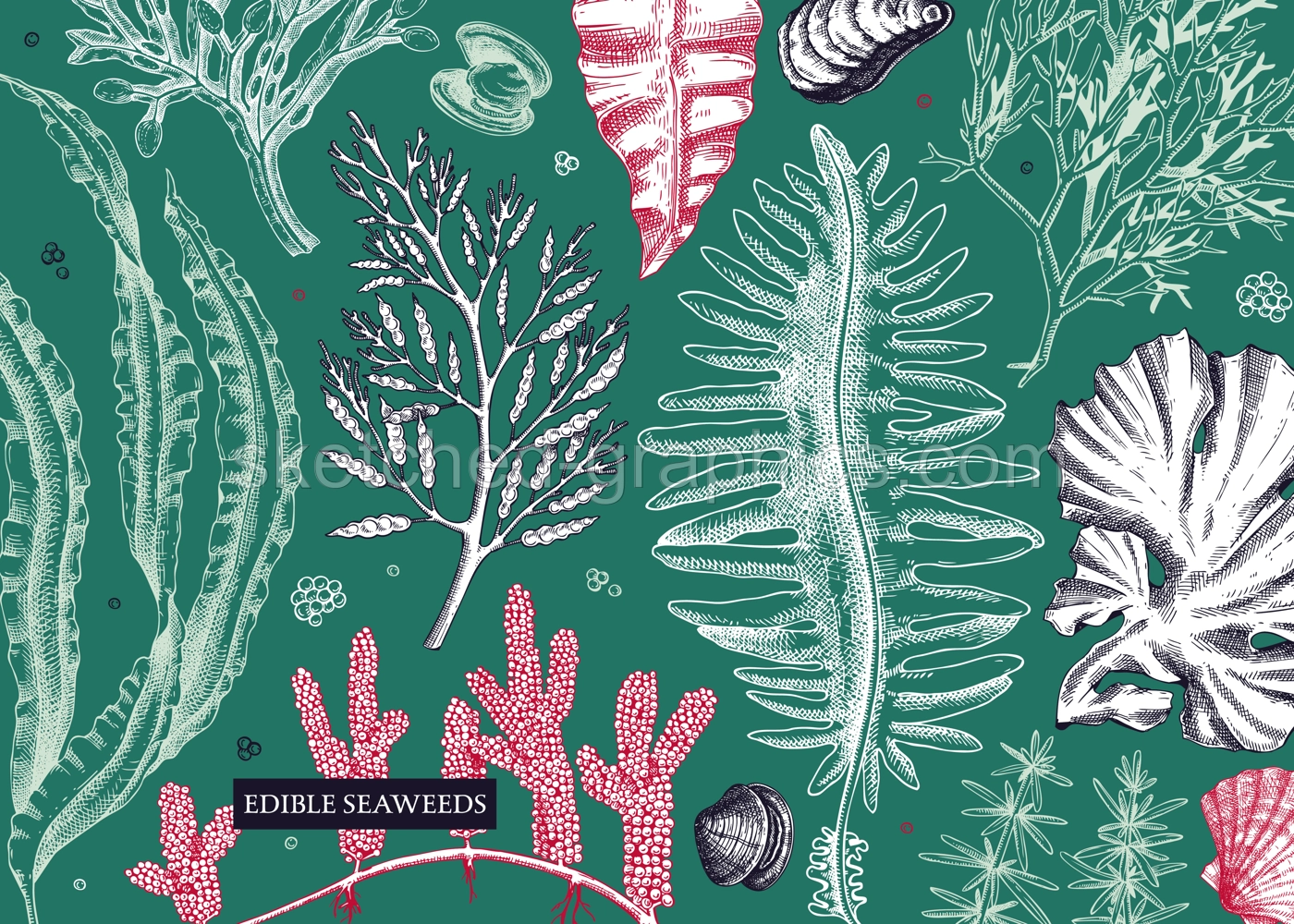 Seaweed vector background in sketch style. Edible algae - golden kelp, wakame, kombu, hijiki, rish moss drawings. Underwater plant botanical illustration in color. Healthy food, cosmetics ingredients Illustration